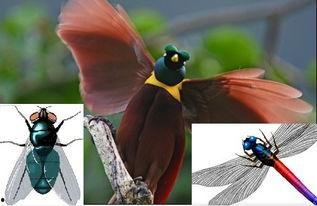 苍蝇喜欢吃瓜,揭秘瓜类对苍蝇的诱惑